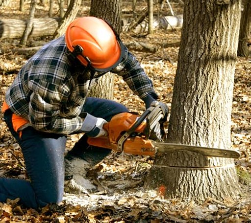 Tree Removal in Barnett, MO